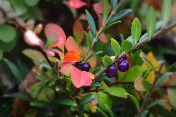 Evergreen perennial scrub with half translucent