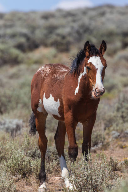 istock Cute Wild Horse Foal 1056797046