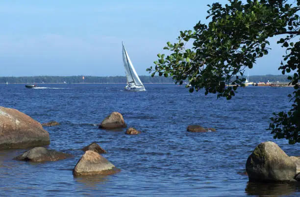 Sailing yacht sailing on the sea. Makes a u-turn. Against the pine forest. Sailing.