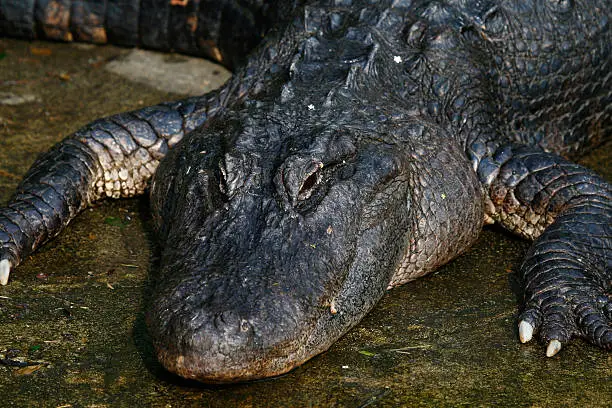 Florida alligator resting in swampy area