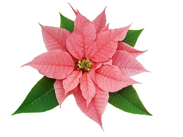 Poinsettia (Euphorbia pulcherrima ) isolated with clipping path