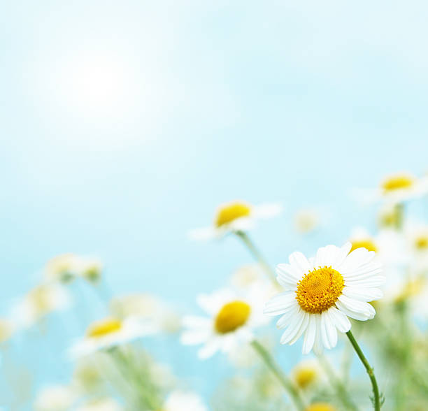 daisies al mattino. - daisy chamomile chamomile plant white foto e immagini stock