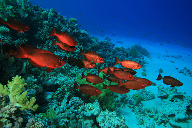 Crescent-tailed Bigeyes A shoal of Crescent-tailed Bigeyes on a coral reef crescent tailed bigeye stock pictures, royalty-free photos & images