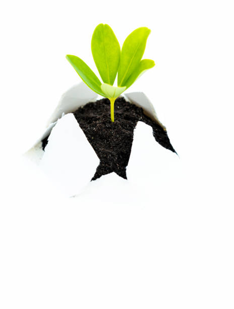 istock Green seedling growing from paper 1056805896