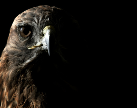Closeup portrait of a european golden eagle