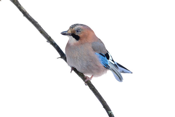 istock Eurasian jay (Garrulus glandarius) sitting on a branch in a park (isolated on a white background). 1056806828