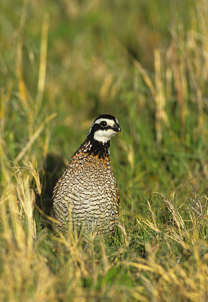 istock Male Bobwhite Qauil in Grass 105680692