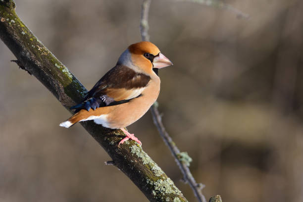 istock The hawfinch (Coccothraustes coccothraustes) sits on a branch covered with lichen (sun is reflected in the eye). 1056806926