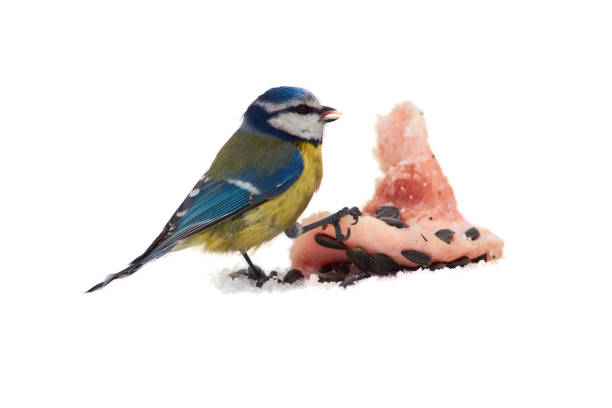Blue tit (Cyanistes caeruleus) sitting on the snow and gnawing bacon with seeds (isolated on white background).