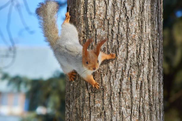 istock Eurasian red squirrel (sciurus vulgaris) hanging on a tree in a park upside down, fluffy tail. 1056808080