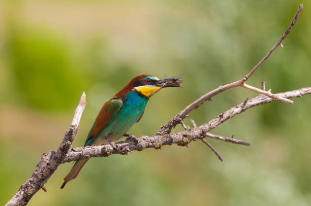 istock European bee-eater (Merops apiaster) with caught dragonfly (sitting on the branch with green background). 1056808112