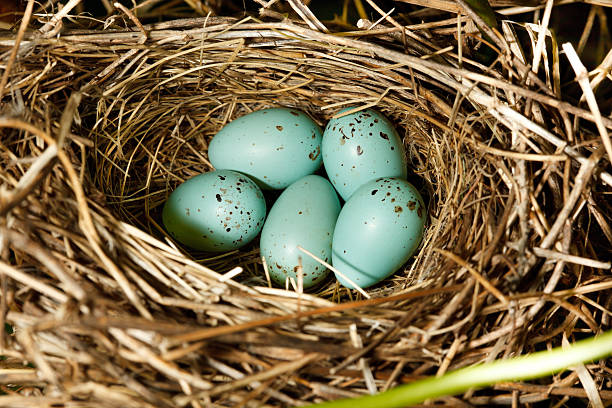 istock Carpodacus erythrinus, Common Rosefinch. Nest of a bird. 105681025