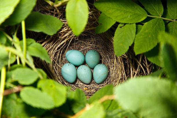 istock Carpodacus erythrinus, Common Rosefinch. Nest of a bird. 105681027