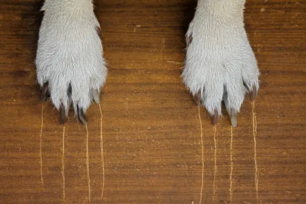 Photo of Dog's claw with long claws leaves scratches on a wooden background.