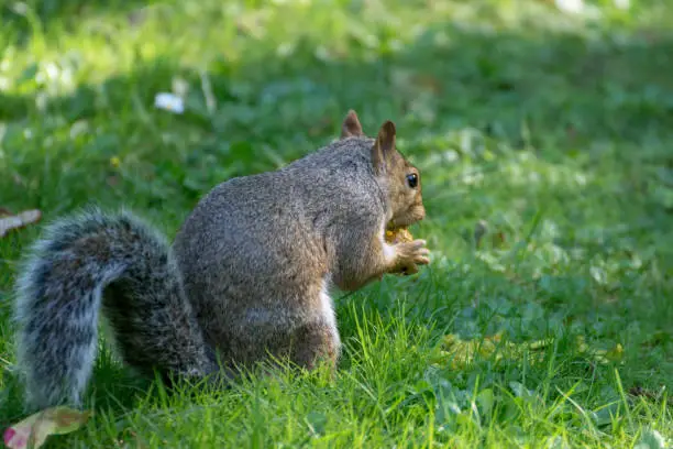 Photo of A squirrel is feeding on the open grass field in Roath Park in Cardiff