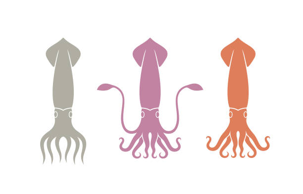 tintenfisch-logo. isolierte tintenfisch auf weißem hintergrund - cuttlefish stock-grafiken, -clipart, -cartoons und -symbole