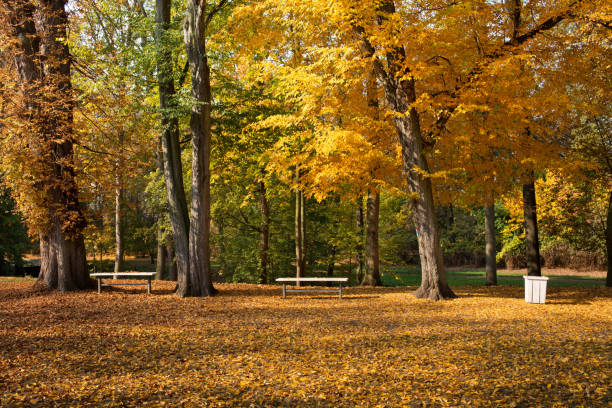 istock Maple strees in the park in the autumn 1056817742