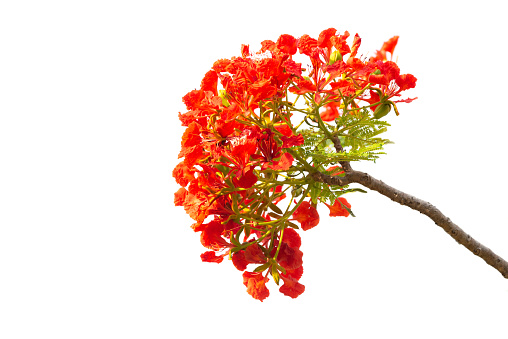 Peacock flower or Royal Poinciana or Flamboyant  flower on white background
