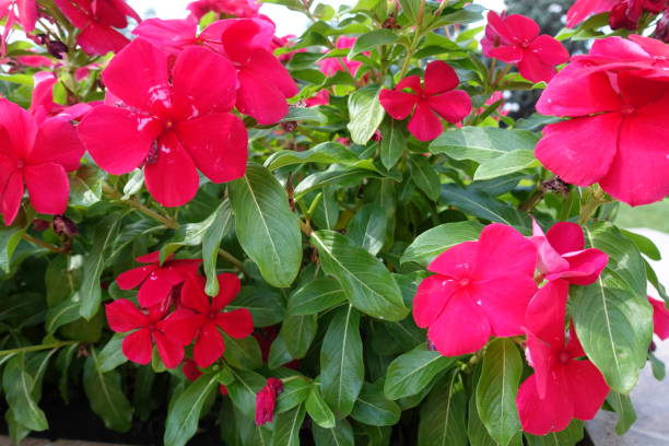 istock Catharanthus roseus with crimson red flowers 1056820684