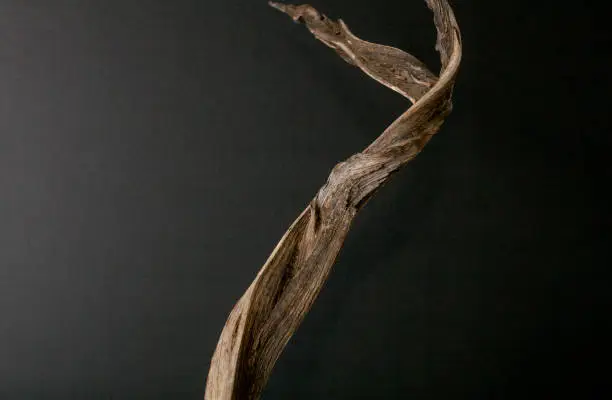 Photo of A Branch On Black Background