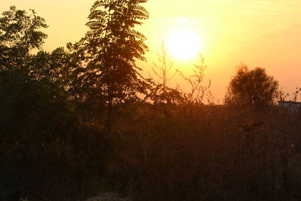 Sunset and silhouettes of birds