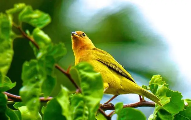 A saffron finch keeping watch from a tree branch.