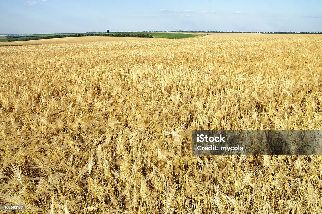 Campo de trigo maduro - Royalty-free Agricultura Foto de stock