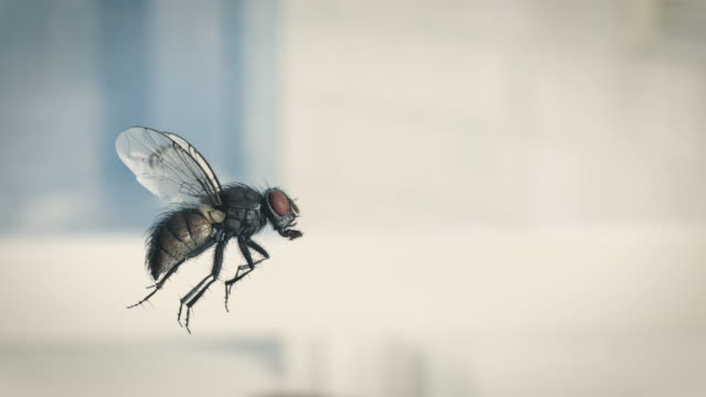 Housefly slow motion flying
