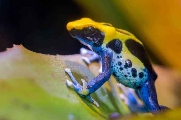 istock Dyeing dart frog, poisonous tropical frog. 1056834446
