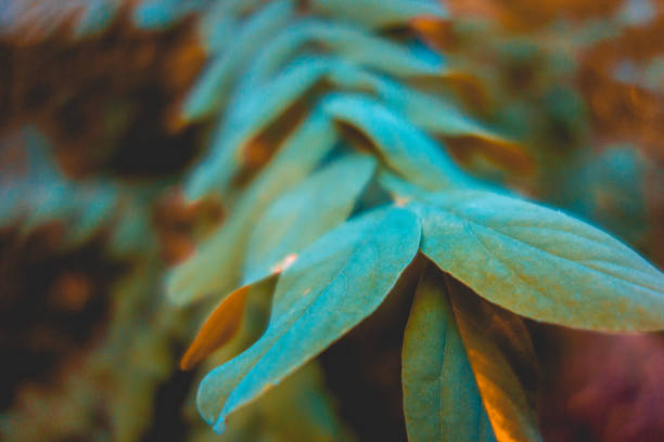 macro picture of green leafs in a bush