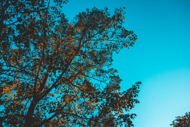 silhouette of darken treetop with blue clean sky