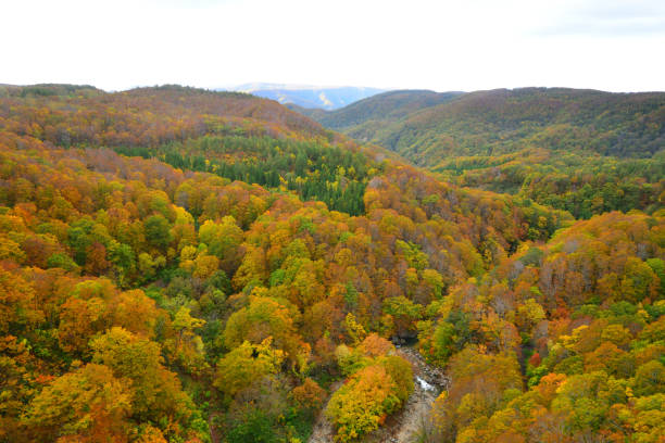 couleurs d’automne de la gorge de jogakura, ville d’aomori, japon - parc national de towada hachimantai photos et images de collection