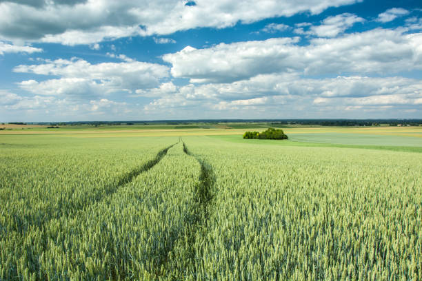istock Wheel tracks in wheat and clouds in the sky 1056837710