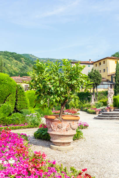 istock Vertical photo with big flowerpot. Green lemon tree with several fruits grows from the container which is placed on gravel. Tree is in famous Garzoni garden in Tuscany - Italy. 1056838646