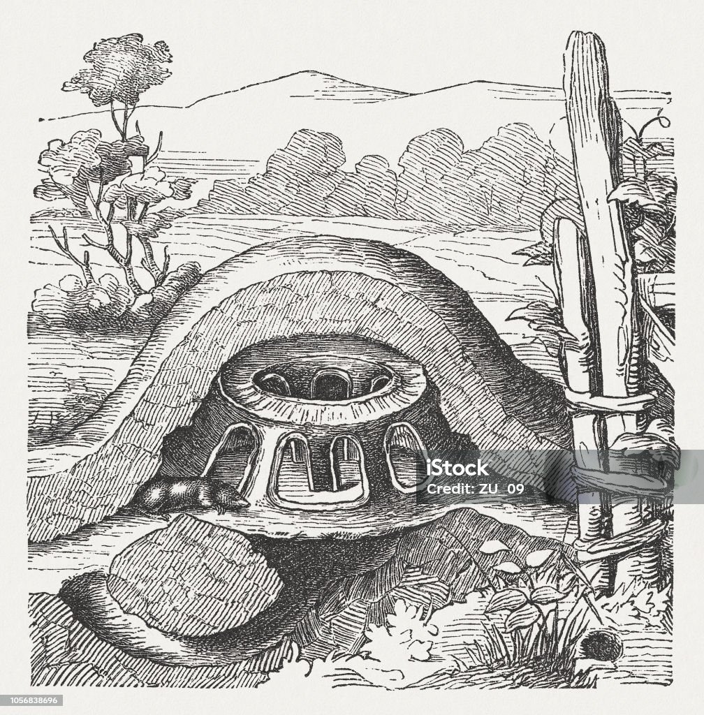 Illustration of a molehill with mole, wood engraving, published 1897 Schematic structure of a molehill with mole. Wood engraving, published in 1897. Mole - Animal stock illustration
