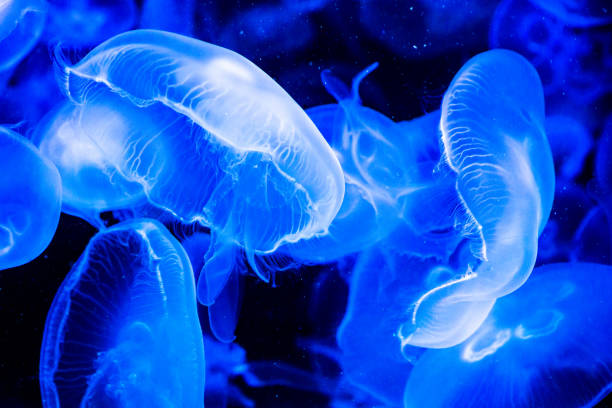 istock Beautiful dance of jellyfish underwater 1056838948