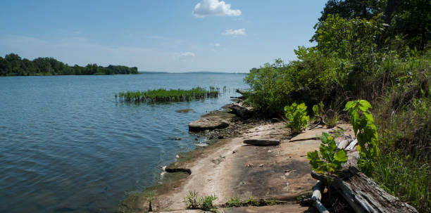 Lake and shoreline in summertime