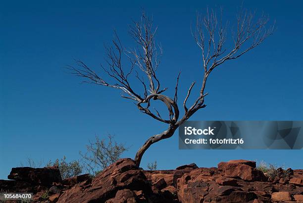 Australia Terytorium Północne - zdjęcia stockowe i więcej obrazów Australia - Australia, Bez ludzi, Bezlistne drzewo