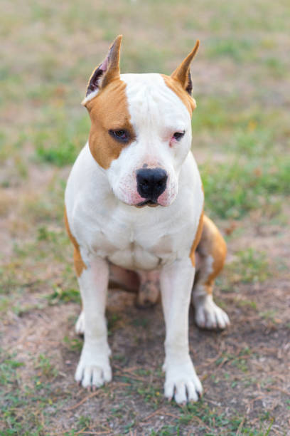 istock Staffordshire bull terrier sitting 1056841398