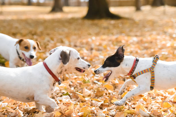 dogs in park playing on autumn - late afternoon imagens e fotografias de stock