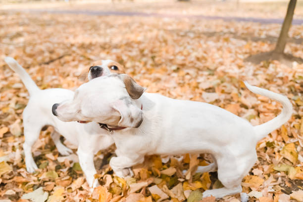 istock Jack Russell dogs outside playing 1056842728