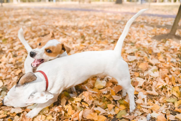 istock Two dogs playing outside in park 1056842732