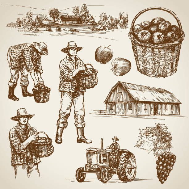 ilustraciones, imágenes clip art, dibujos animados e iconos de stock de tierras de cultivo, la cosecha en la granja - casa rural