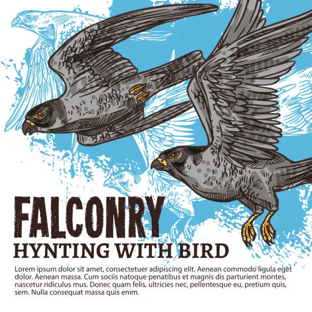 Vector illustration of Falconry hunting, wild falcon birds