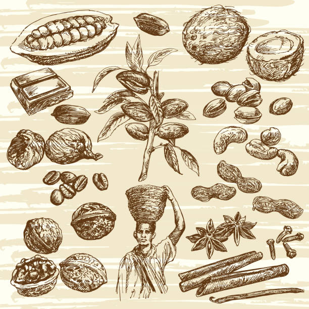 illustrazioni stock, clip art, cartoni animati e icone di tendenza di raccolta noci - cinnamon stick spice food