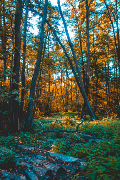 istock beautiful forest in the fall as an high formated picture 1056847586