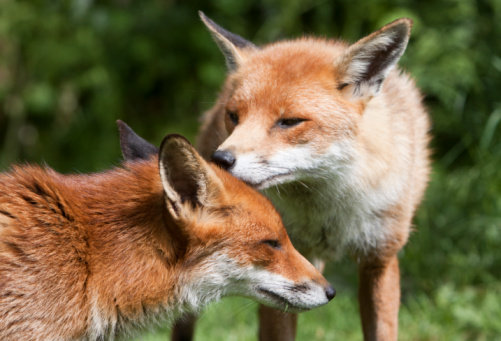Foxes are regarded as vermin in many rural parts of Britain owing to their predation of lambs and poultry. But they've also recently been vilified after one attacked twin girls in Hackney, in which both children were injured. Such incidents are rare but do the fox's image no favours.