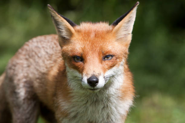 istock Red Fox in Surrey, South East England 105684770