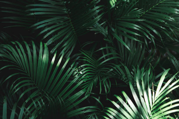 istock Closeup nature view of dark green leaf 1056847710