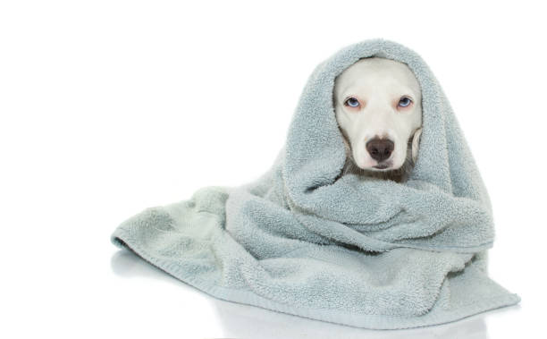 istock CUTE  DOG WITH BLUE EYES  WRAP WITH A TOWEL WAITING FOR A BATH. ISOLATED AGAINT WHITE BACKGROUND. 1056847962
